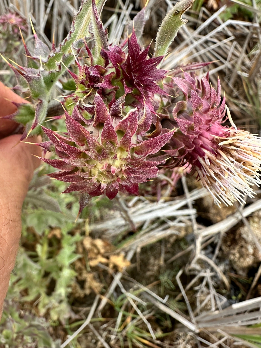 Cirsium fontinale var. fontinale