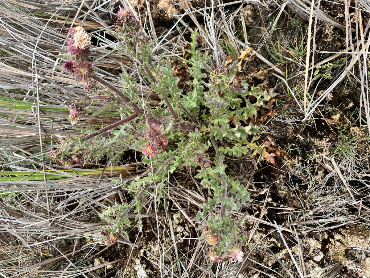 Cirsium fontinale var. fontinale