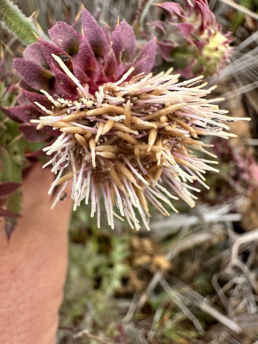 Cirsium fontinale var. fontinale