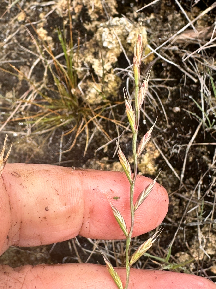 Festuca perennis