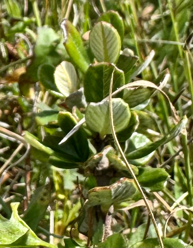 Ceanothus maritimus