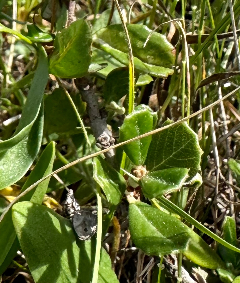 Ceanothus maritimus