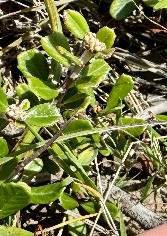 Ceanothus maritimus