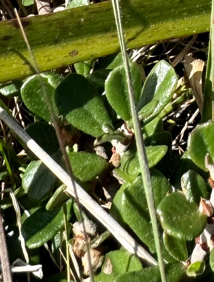 Ceanothus maritimus