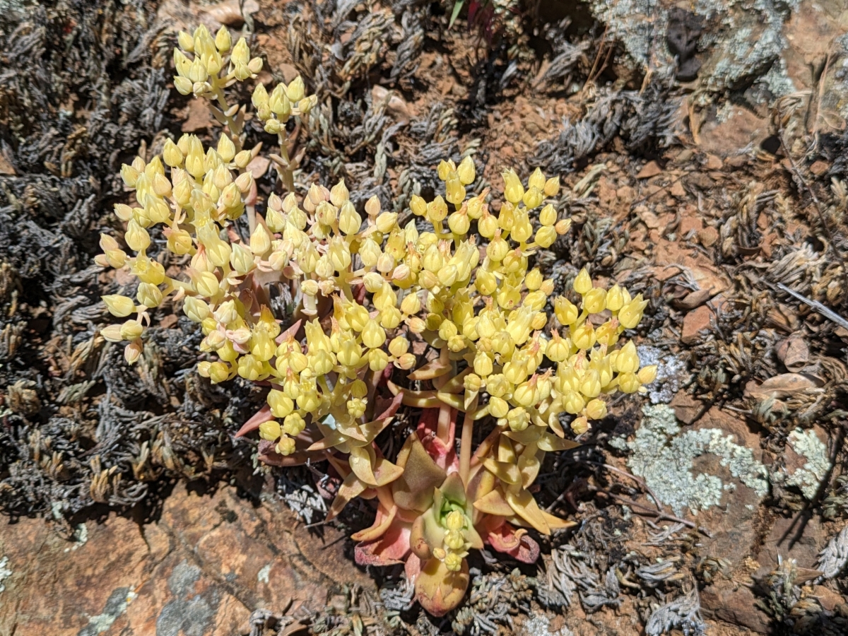 Dudleya cymosa ssp. paniculata