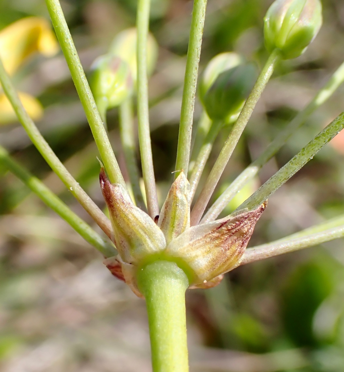 Triteleia ixioides ssp. ixioides