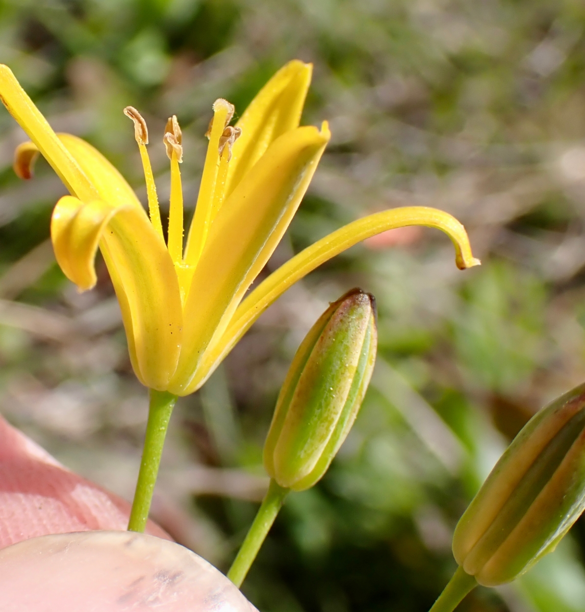 Triteleia ixioides ssp. ixioides