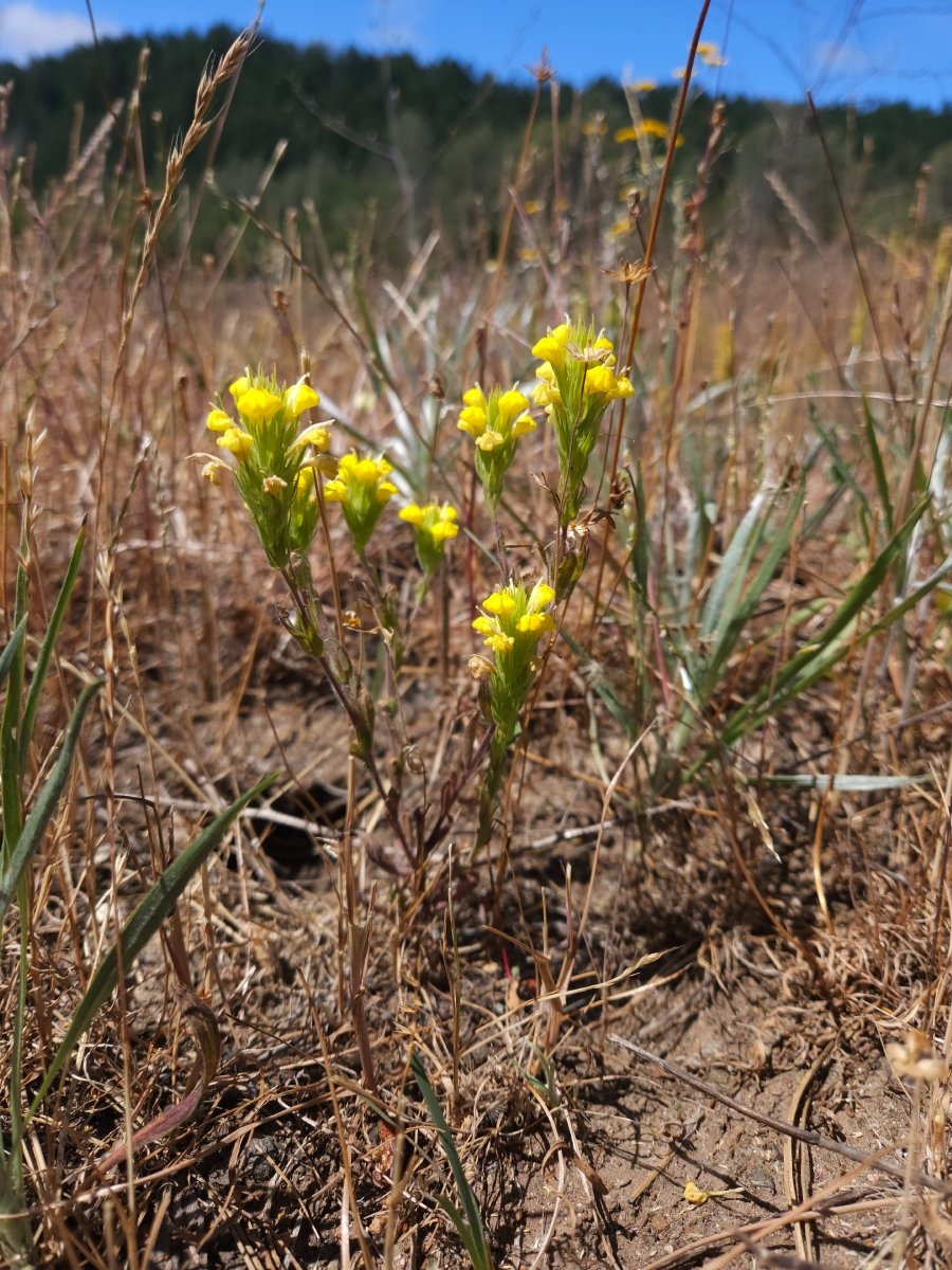 Castilleja rubicundula ssp. lithospermoides