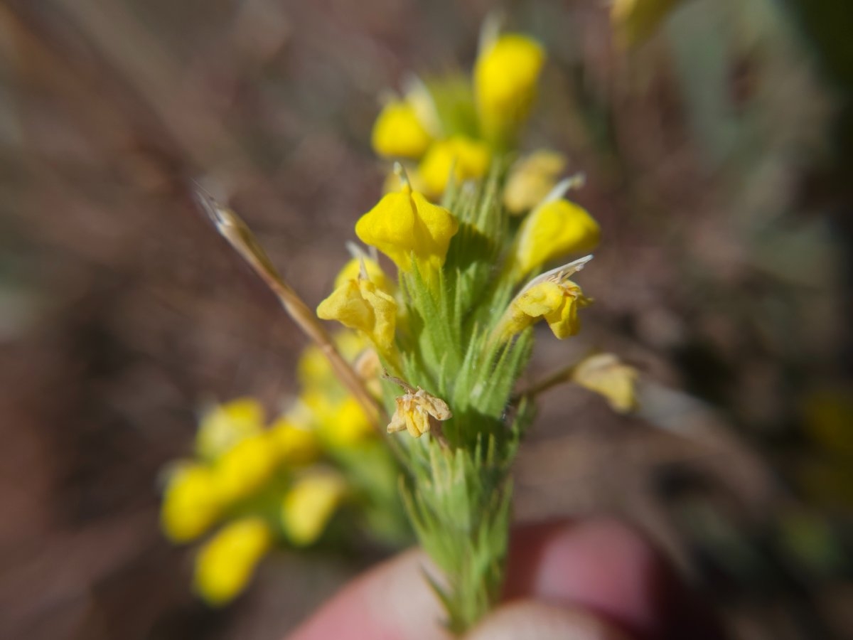 Castilleja rubicundula ssp. lithospermoides