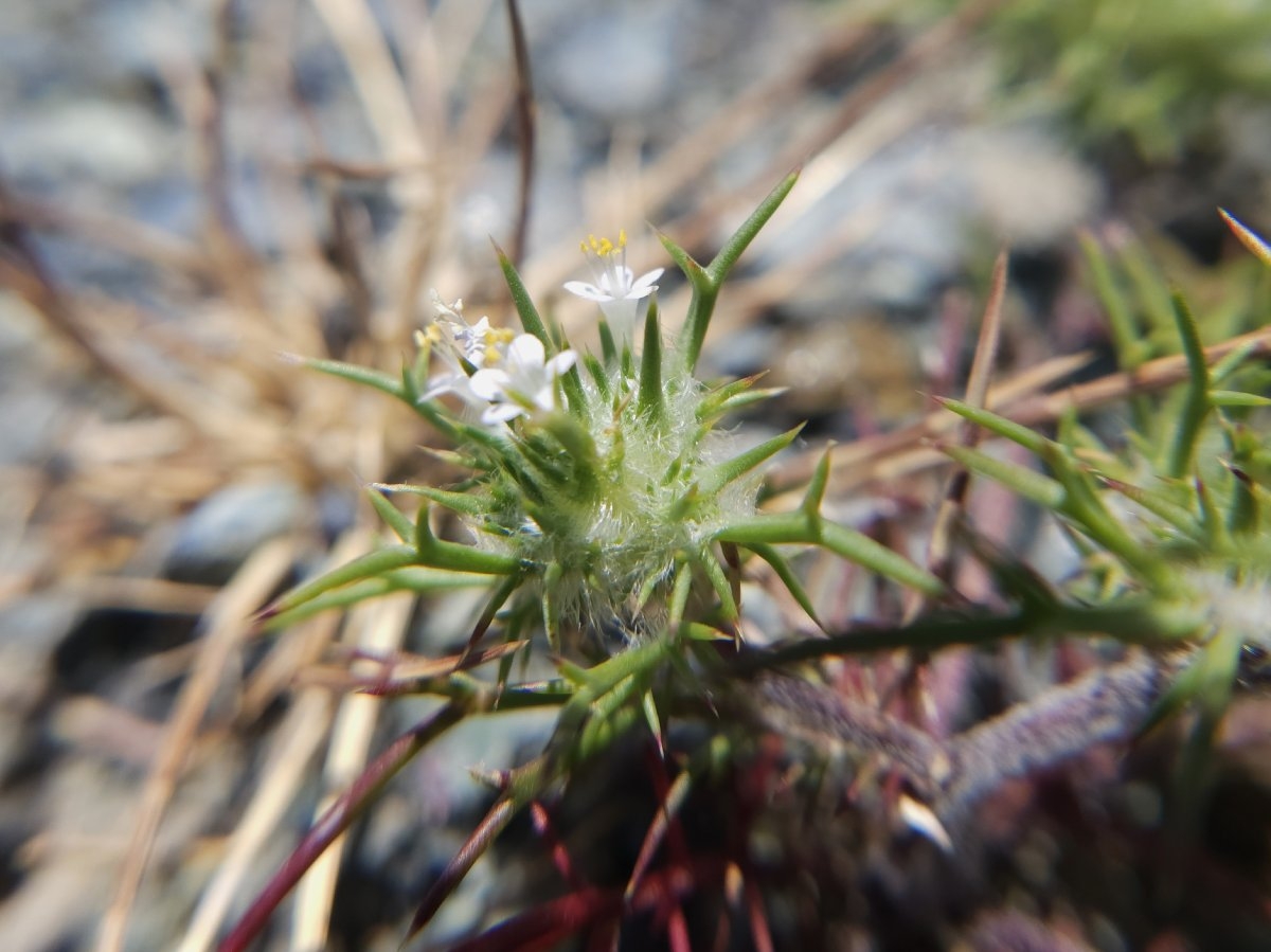 Navarretia intertexta ssp. intertexta