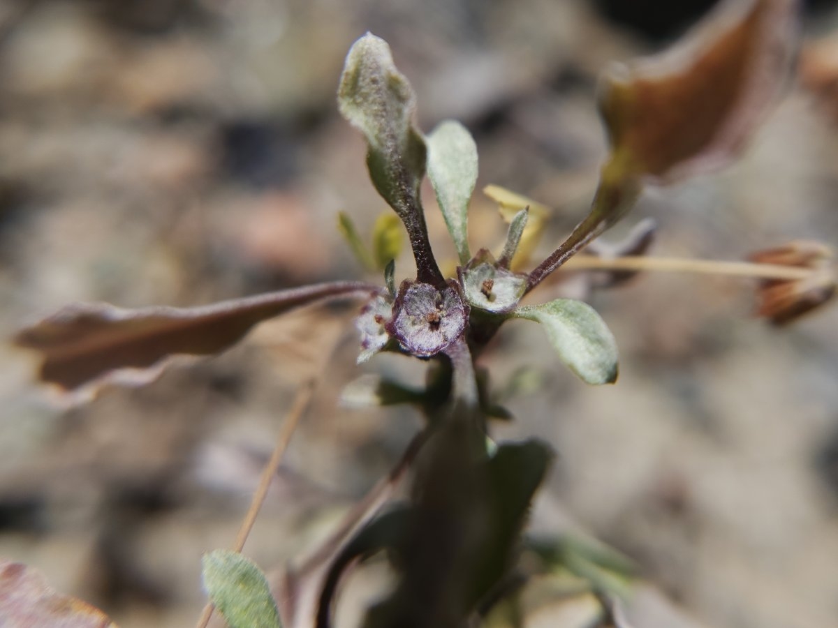 Hesperevax sparsiflora var. sparsiflora