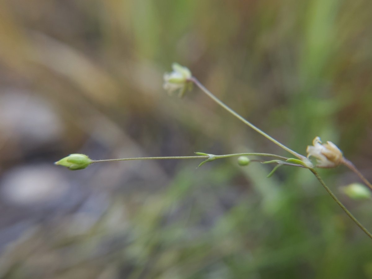 Sagina decumbens ssp. occidentalis