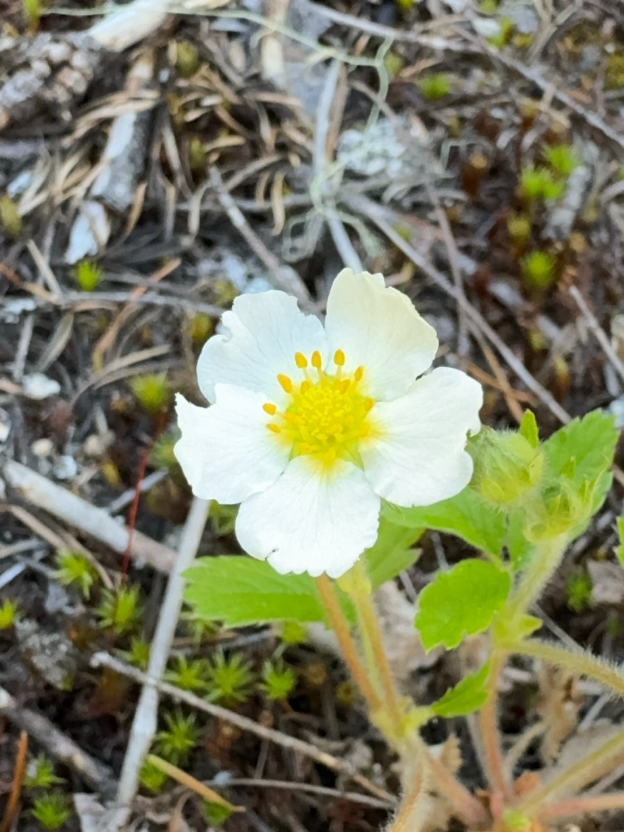 Fragaria vesca