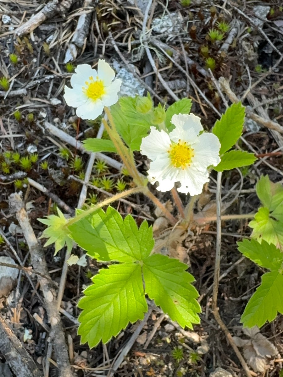 Fragaria vesca