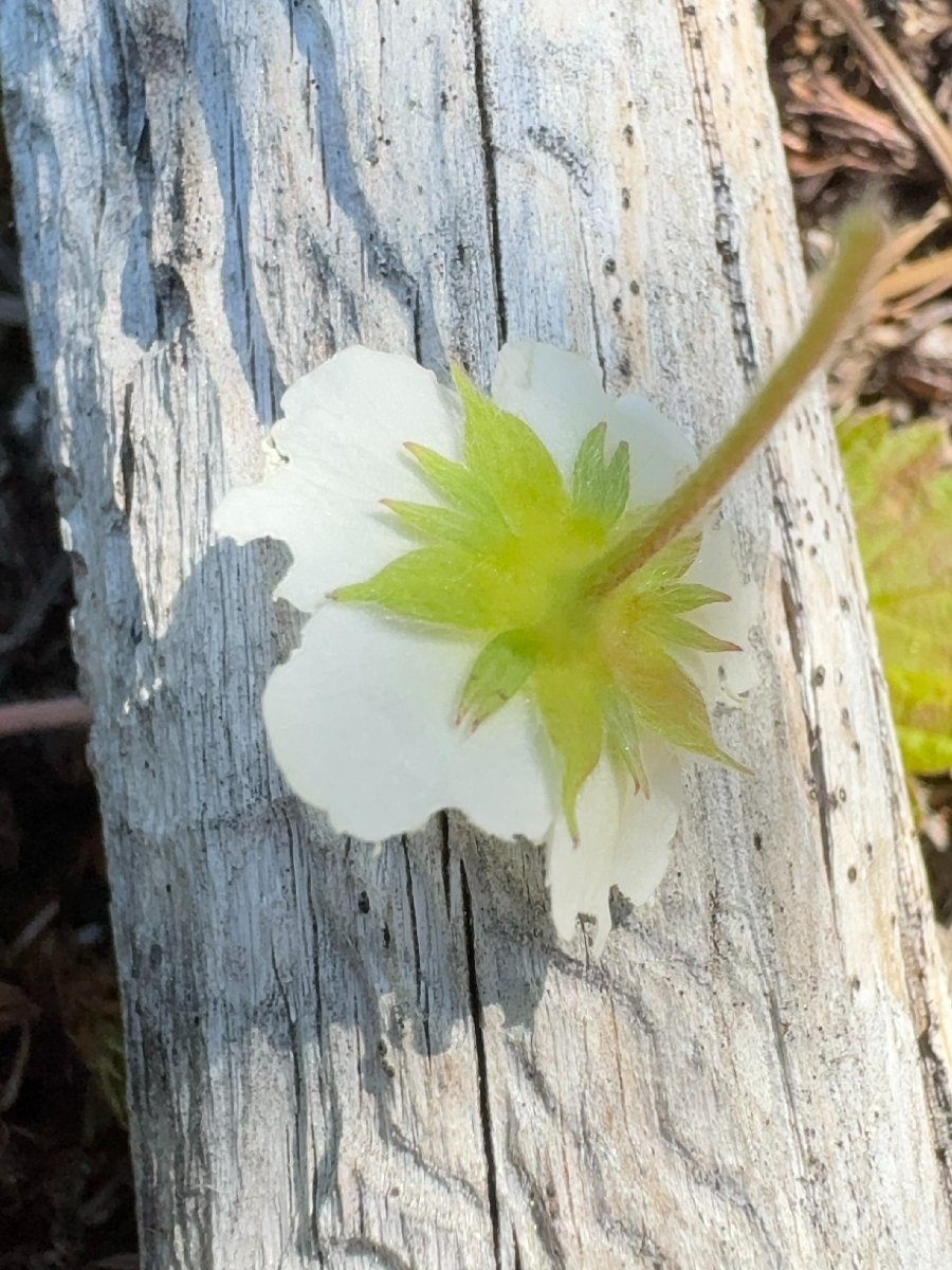 Fragaria vesca