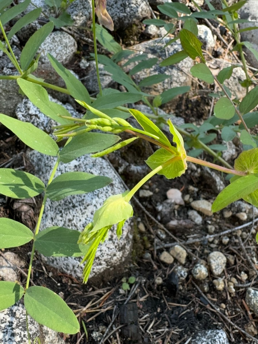 Lathyrus polyphyllus