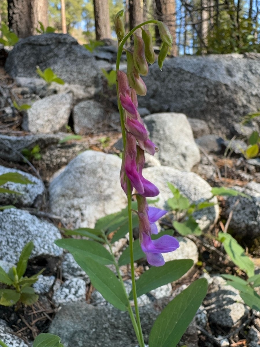 Lathyrus polyphyllus