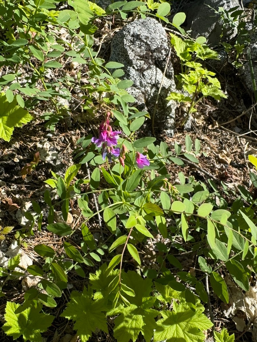 Lathyrus polyphyllus