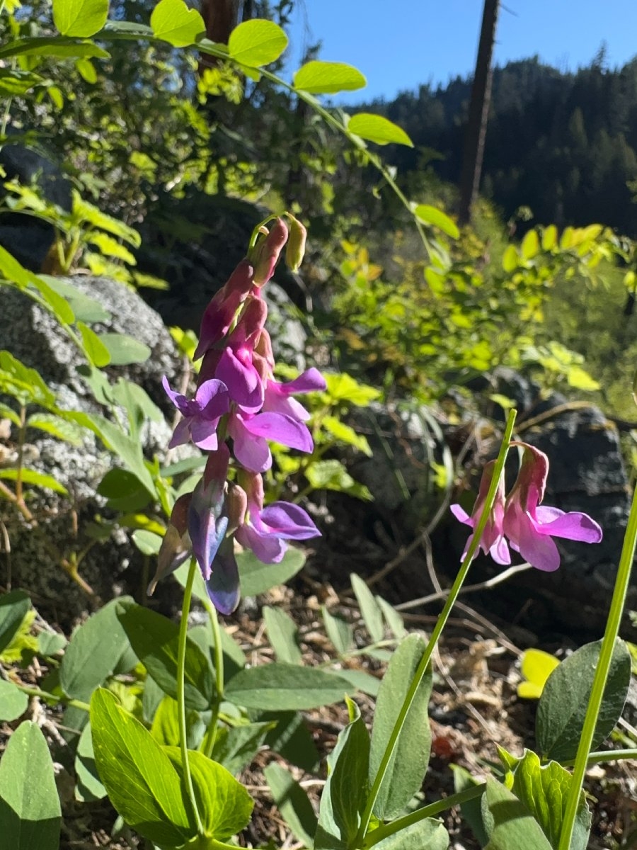 Lathyrus polyphyllus