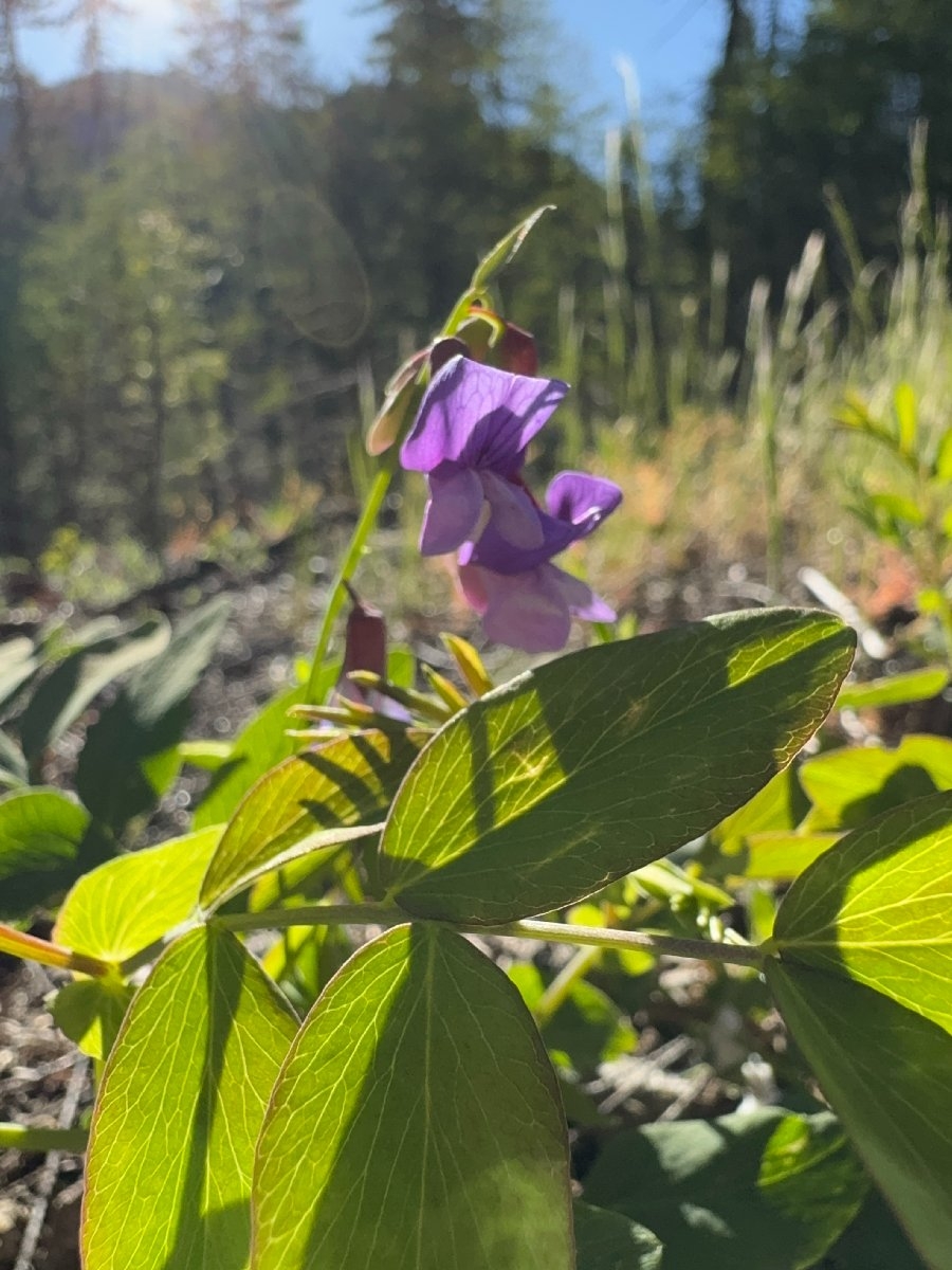 Lathyrus polyphyllus