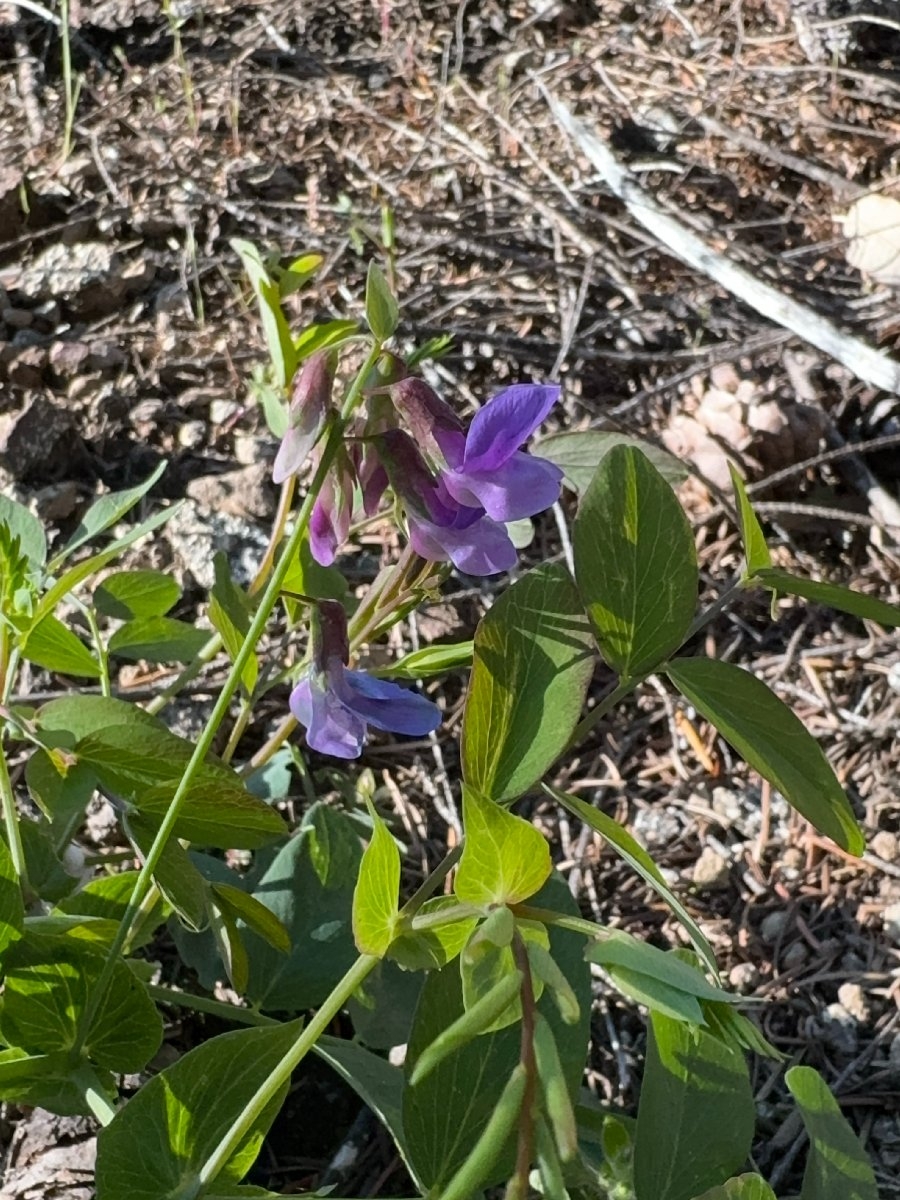 Lathyrus polyphyllus