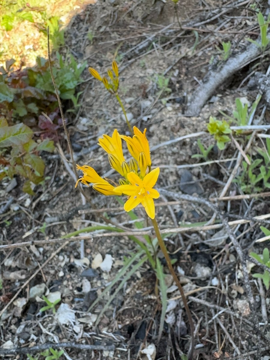 Triteleia crocea