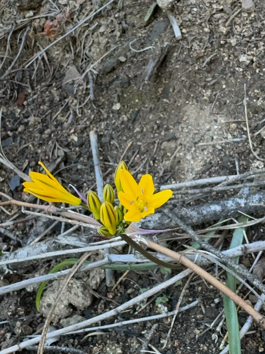 Triteleia crocea