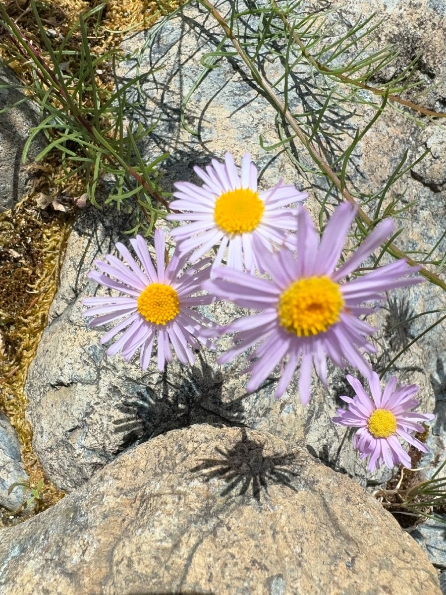 Erigeron foliosus var. confinis