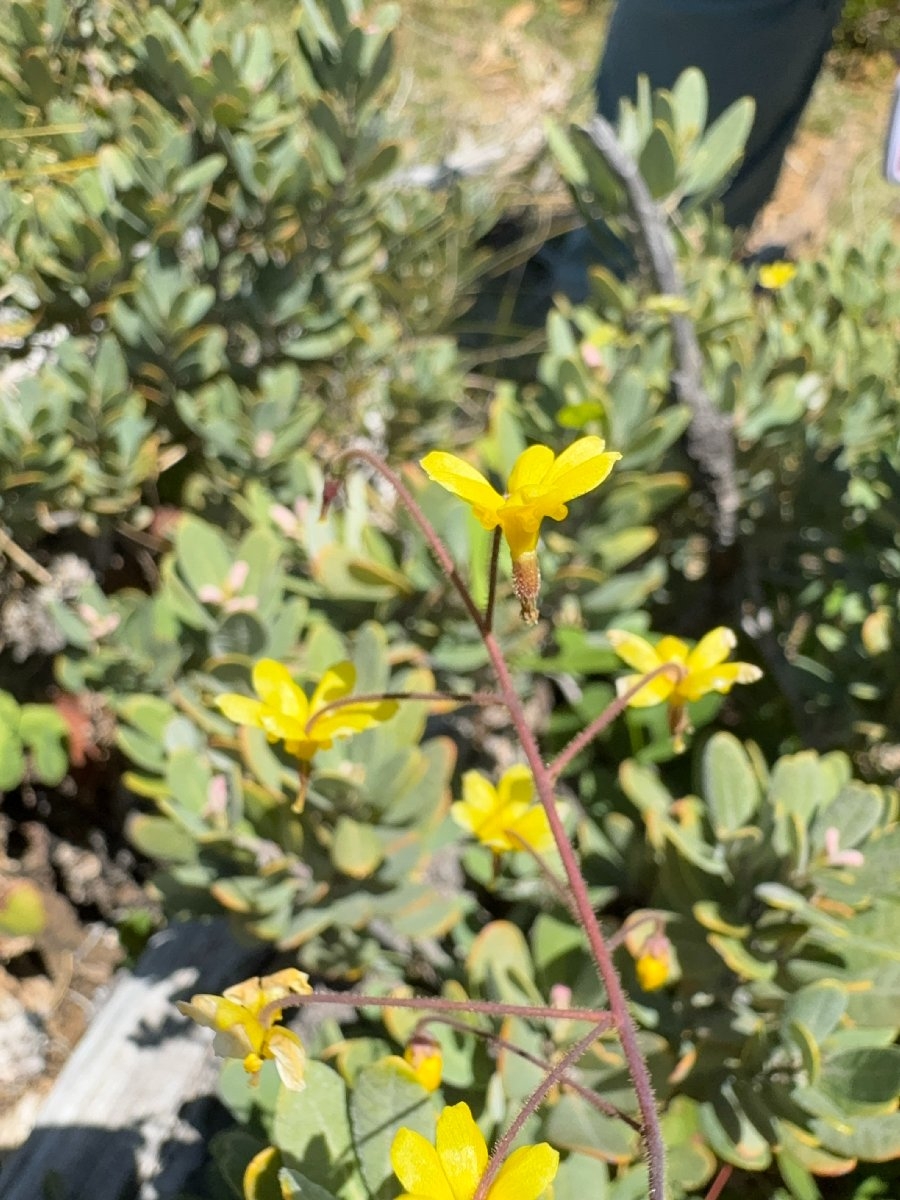 Vancouveria chrysantha