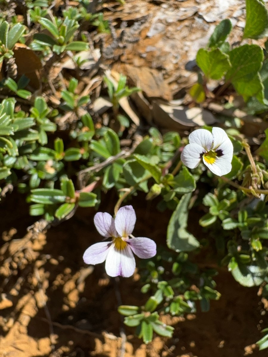 Viola cuneata