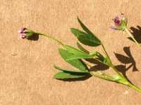 Trifolium amplectens
