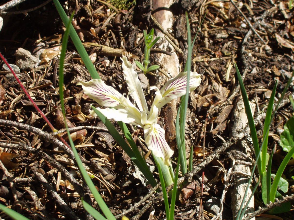 Iris bracteata