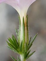Leptodactylon californicum ssp. glandulosum