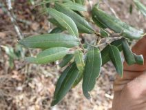 Quercus chrysolepis var. nana