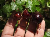 Ribes menziesii var. menziesii