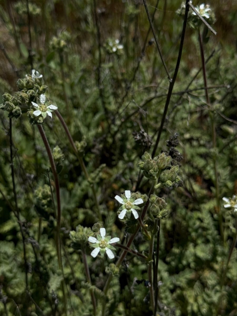 Horkelia rydbergii