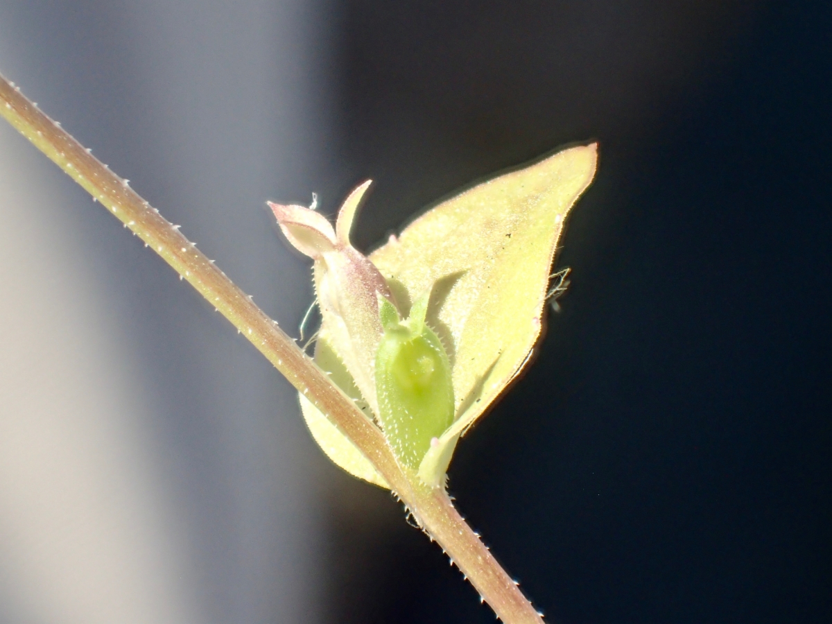 Triodanis biflora