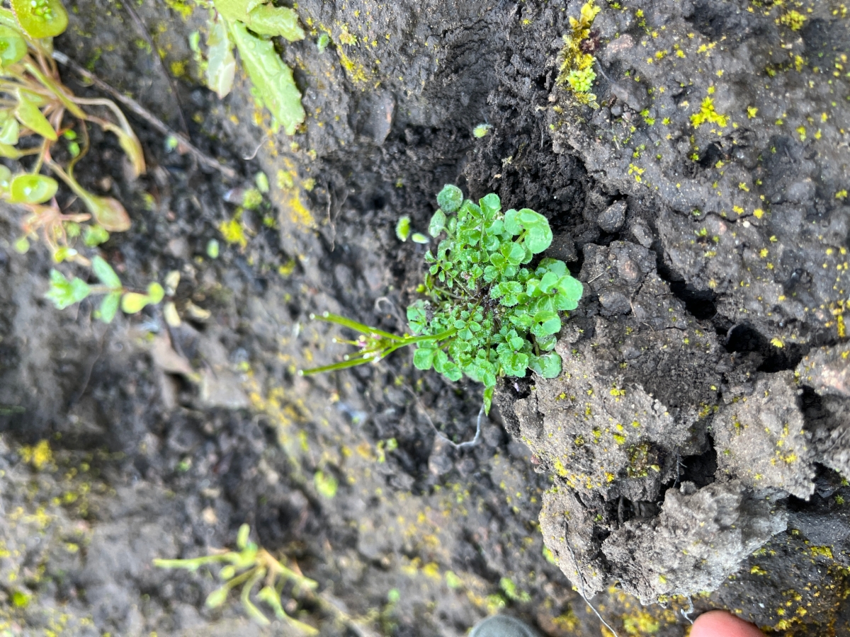 Cardamine hirsuta