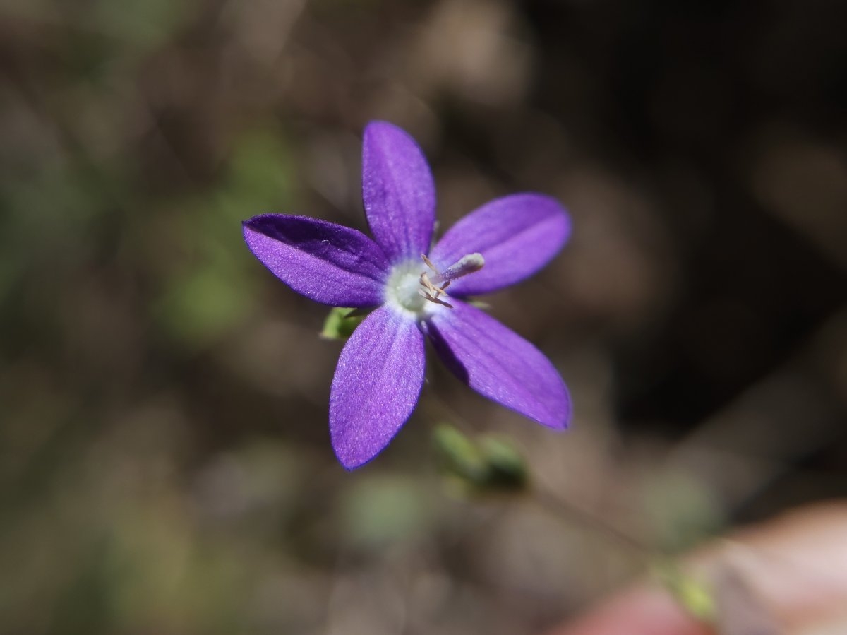 Triodanis biflora