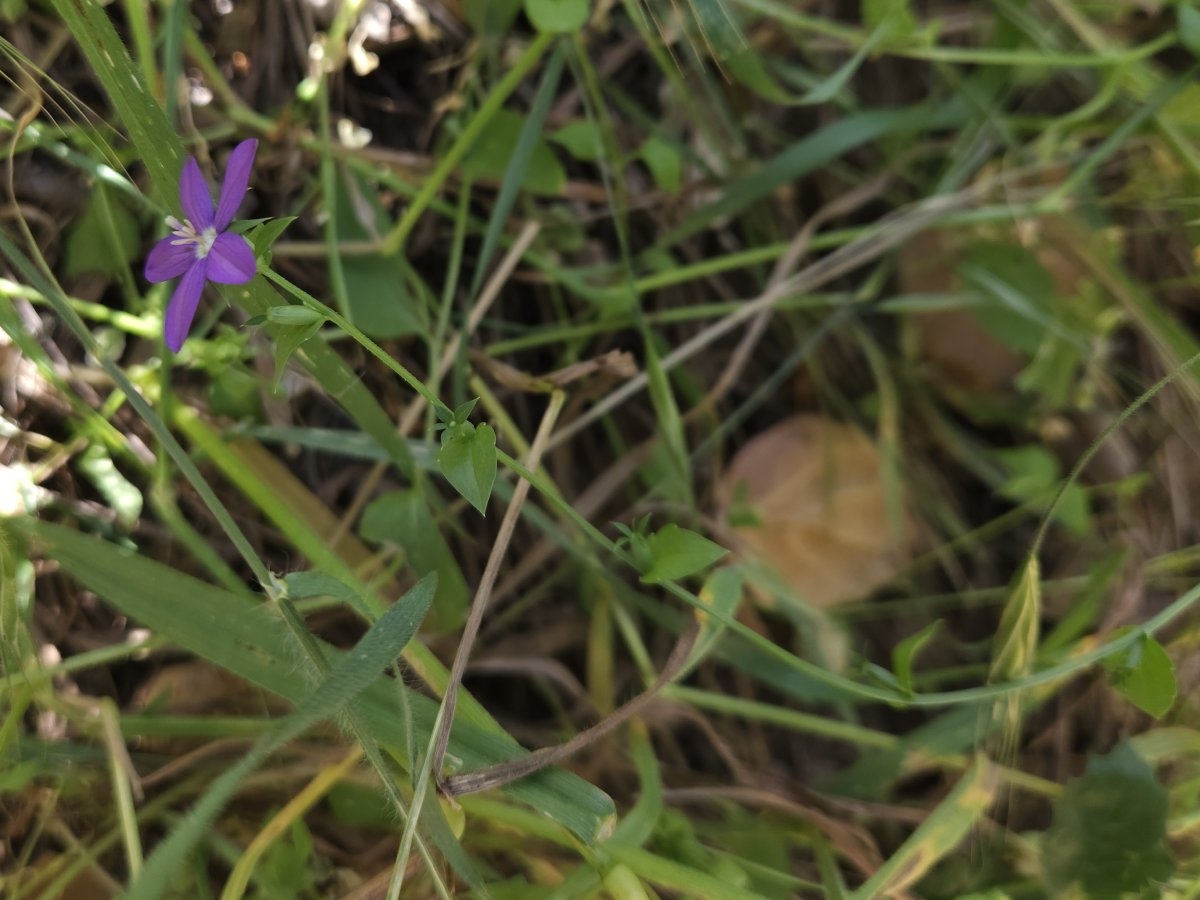 Triodanis biflora