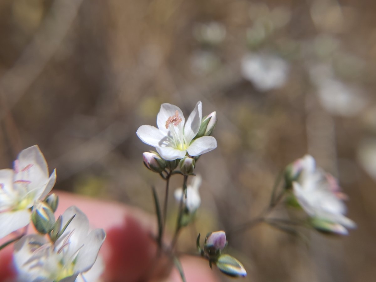 Hesperolinon californicum