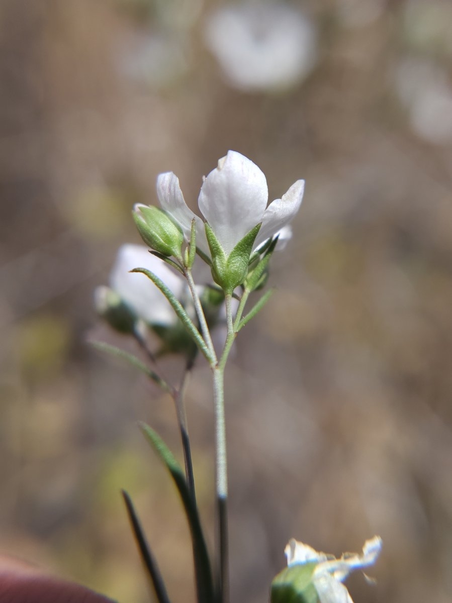 Hesperolinon californicum