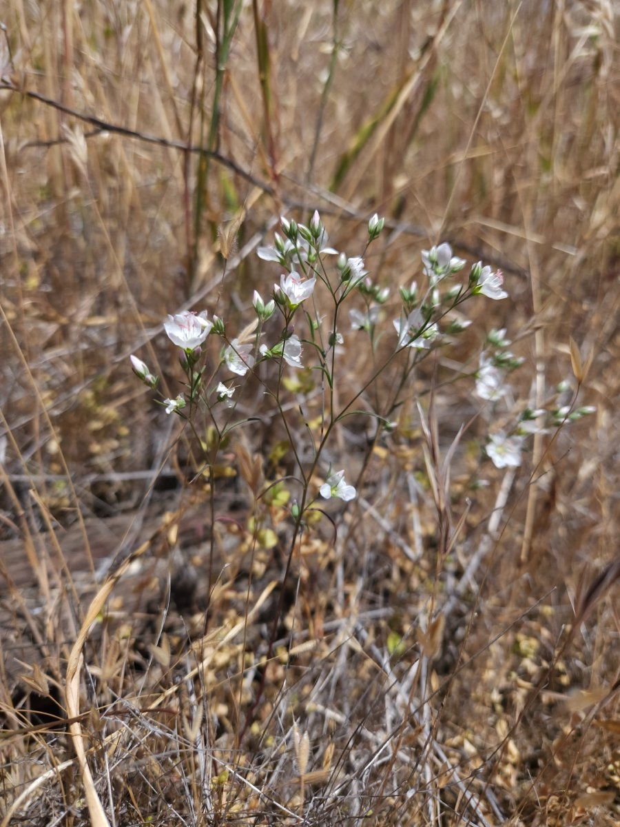 Hesperolinon californicum