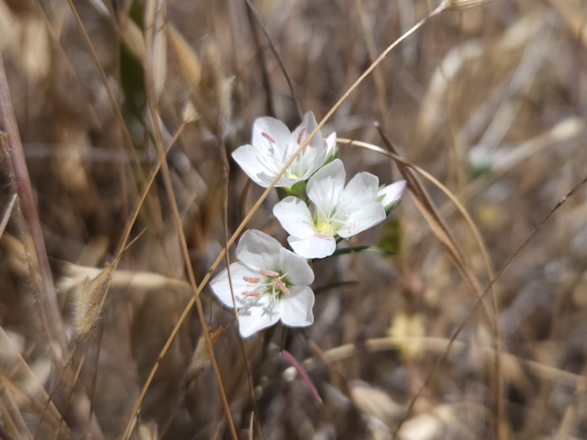 Hesperolinon californicum