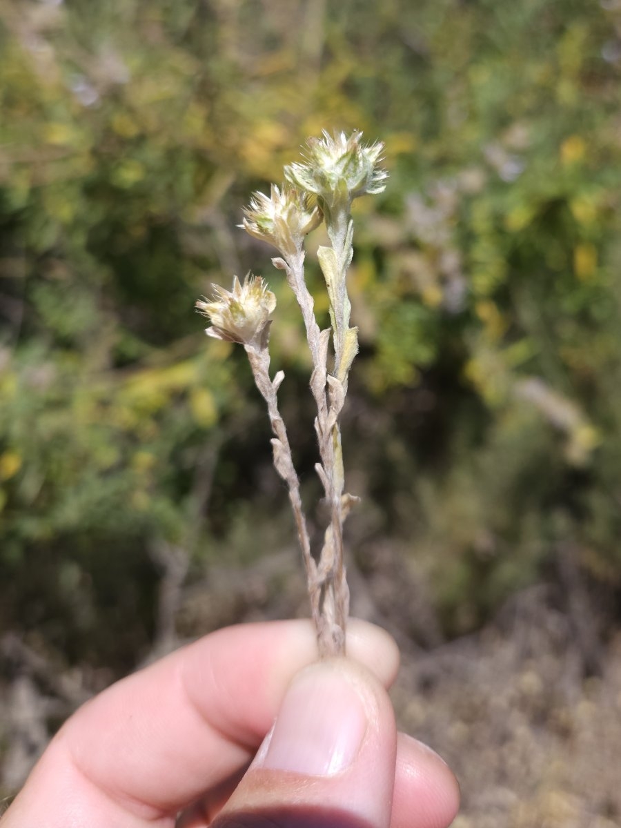 Filago pyramidata var. pyramidata