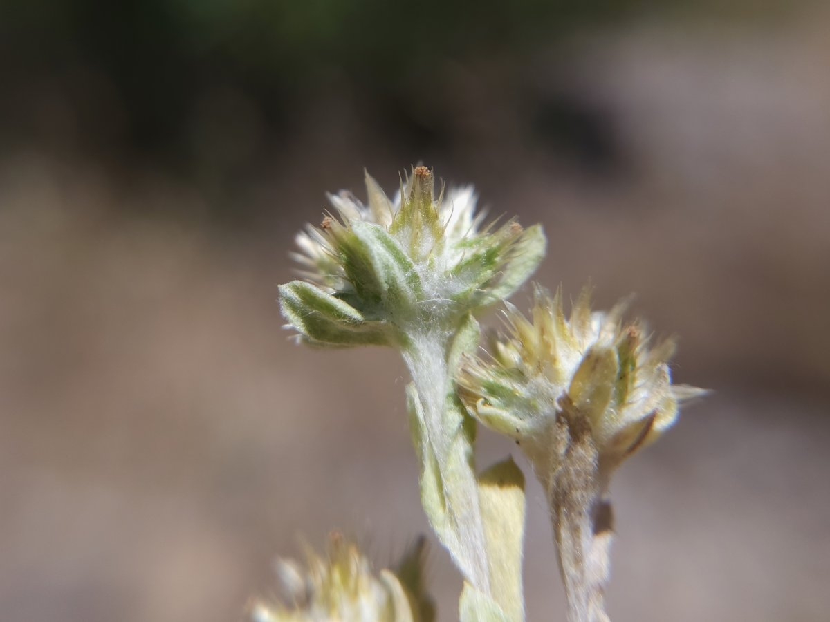 Filago pyramidata var. pyramidata