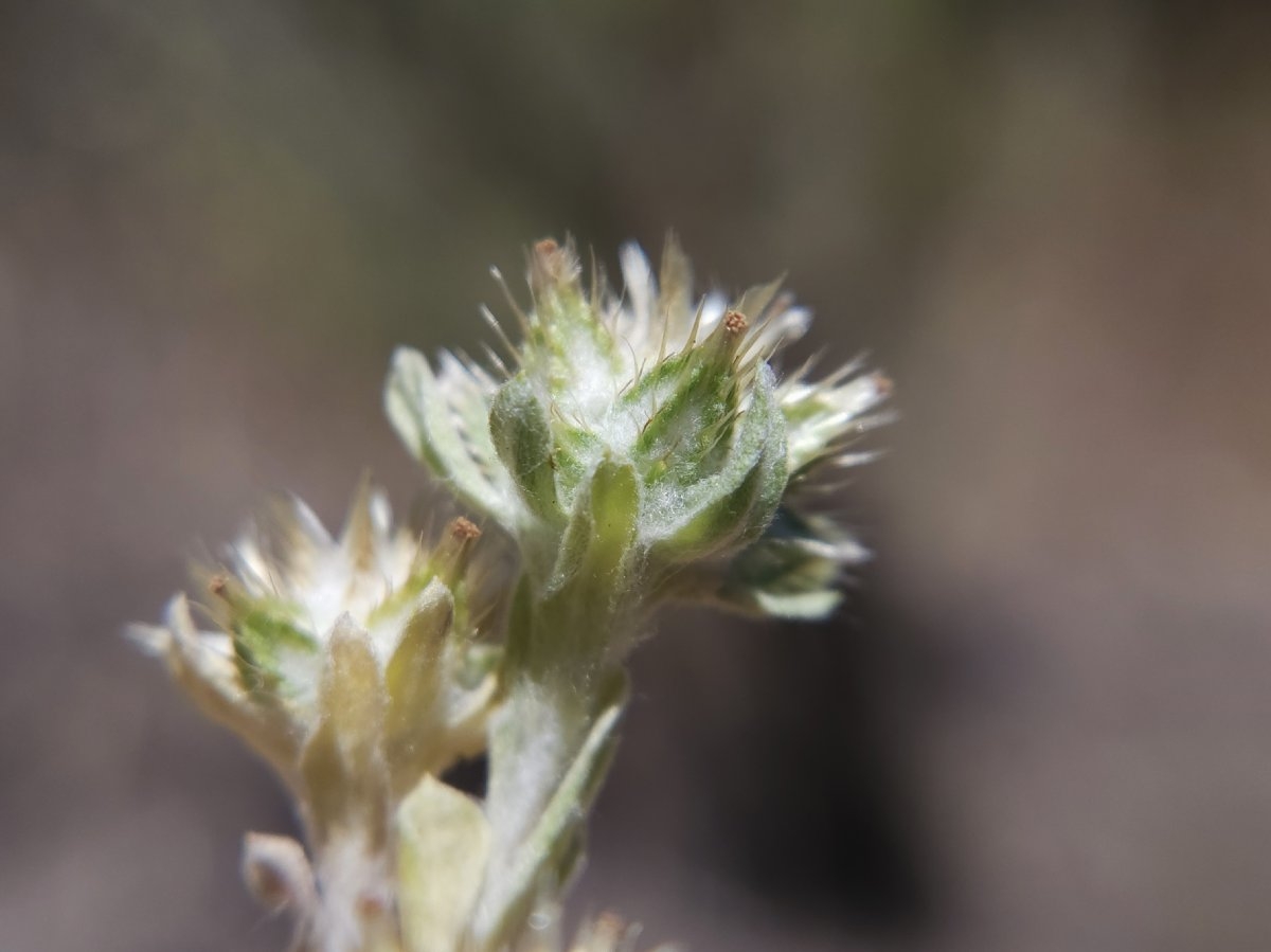 Filago pyramidata var. pyramidata