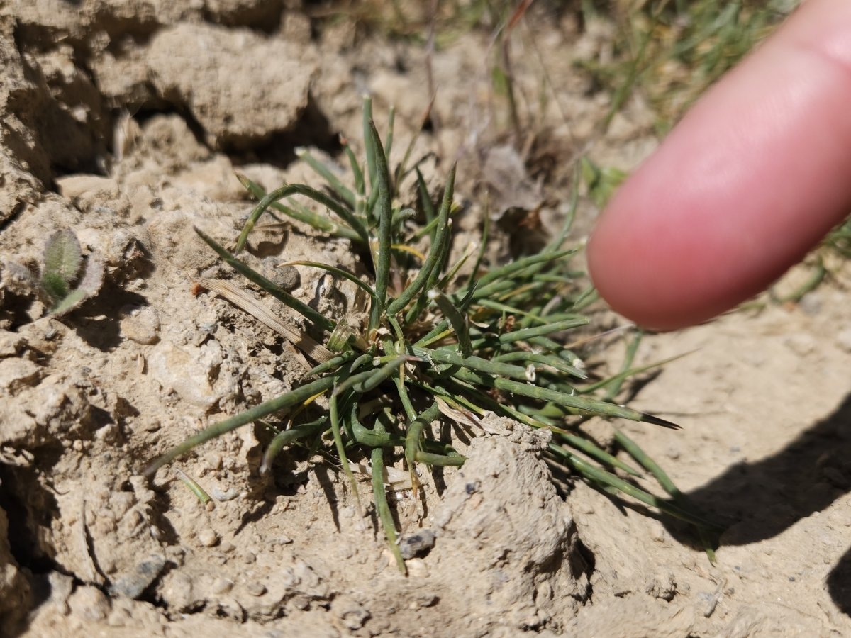 Hainardia cylindrica