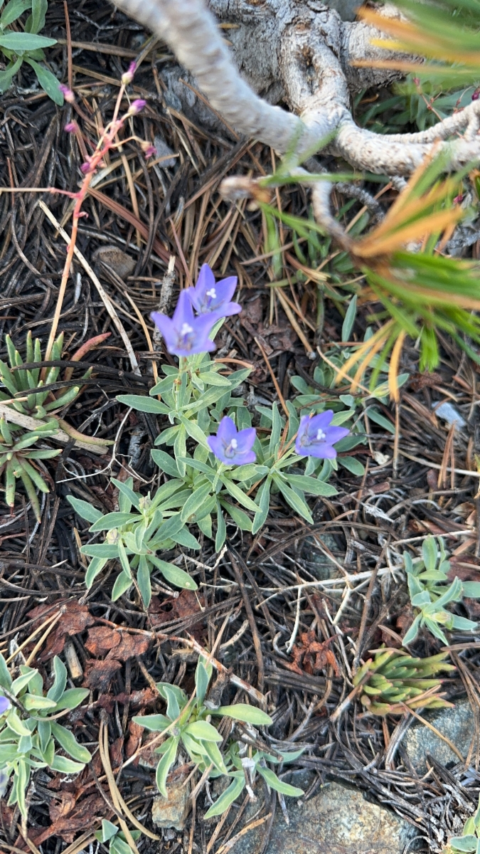 Campanula scabrella