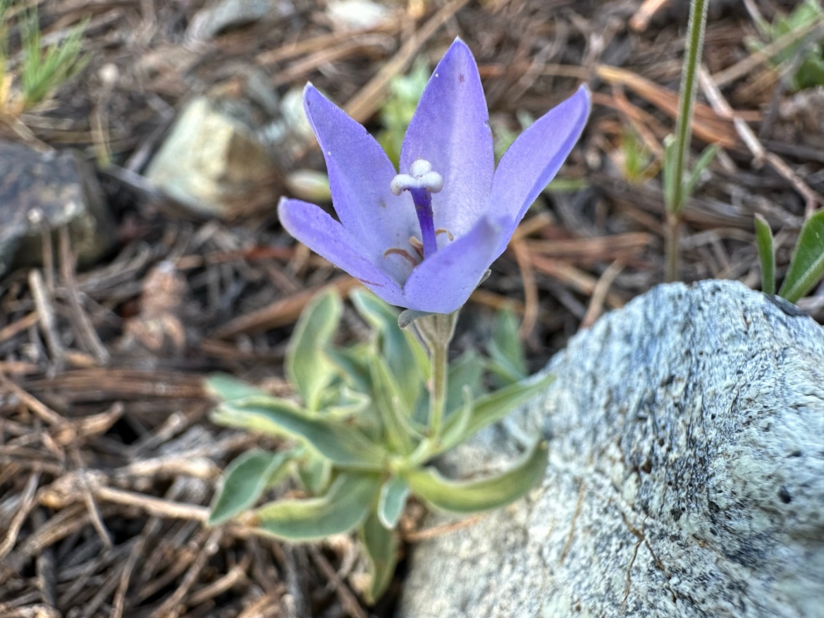 Campanula scabrella